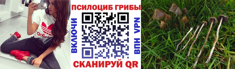 наркота  Болотное  Псилоцибиновые грибы ЛСД 